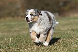 BERGER AUSTRALIEN PUPPIES 231